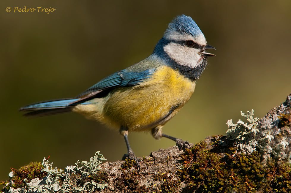 Herrerillo común (Parus caeruleus)